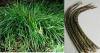Sweet grass Hierochloe odorata
